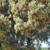 Quercus ilex